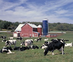 Dairy_Farm